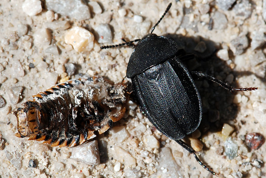 Silpha obscura che mangia una larva di Silphidae morta